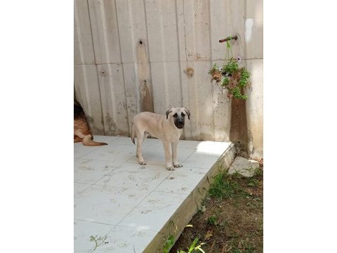 2,5 aylık kangal yavrusu