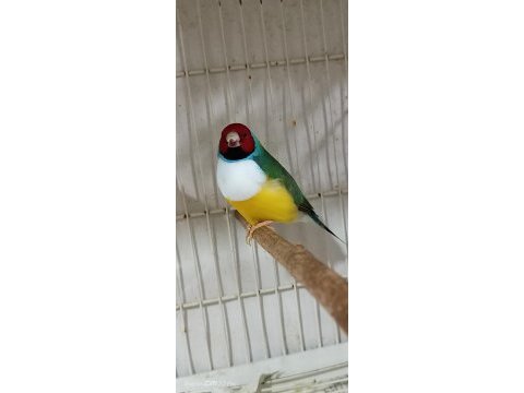 Vasıflı üretim kuşu