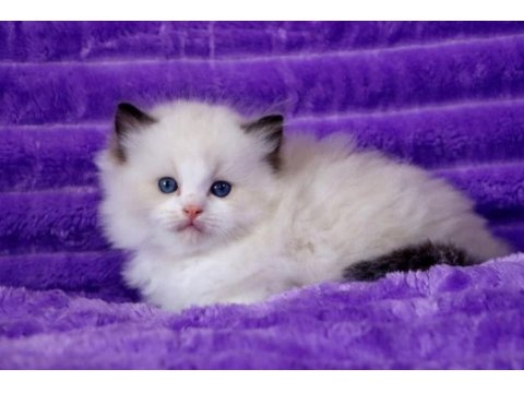 Bebek surat ragdoll güzeli