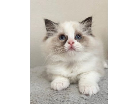Ayrıcalıklı olmak isteyenlere ragdoll yavrular