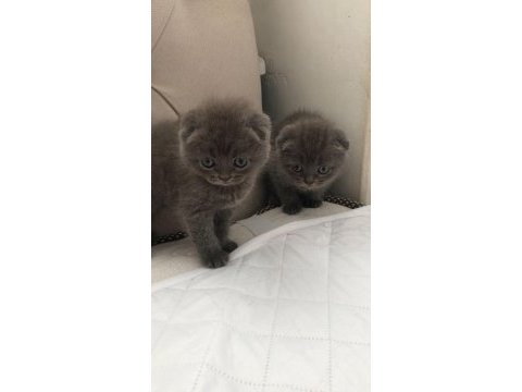 Black cat scottish fold