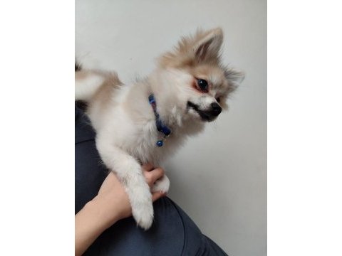 Pomeranian spitz köpeği