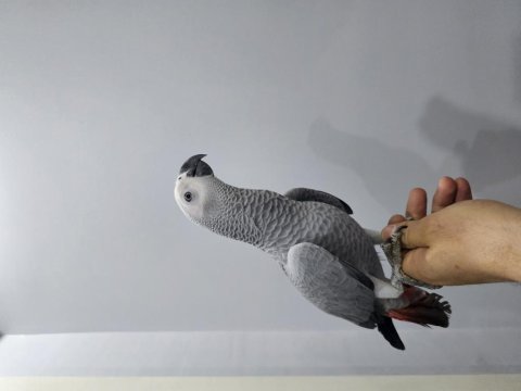 Full evcil oyun hamuru bebek jako
