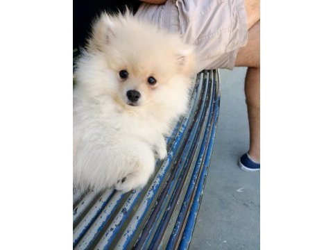 Pomeranian erkek