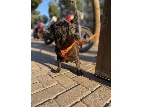 1.5 yaşında pug evde bakılıyor tuvalet eğitimi mevcut