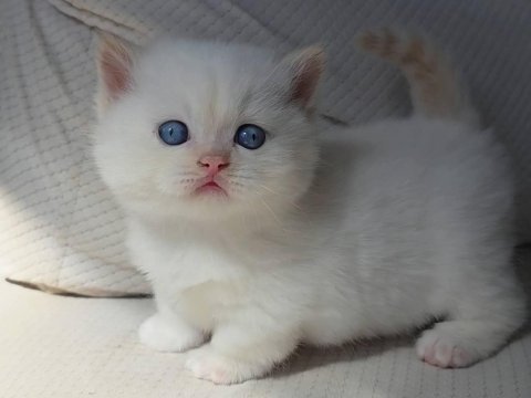 Selanikli cats ayrıcalığı ile muhteşem kediler