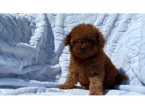 Teacup toy poodle