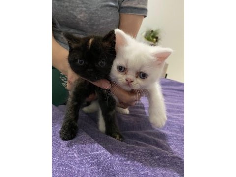 Mavis gözlü akıllı iran chinchilla yavrularım