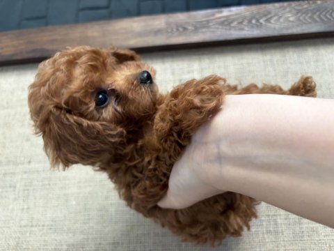 Ev ortamında büyüyen safkan teacup poodle yavrular