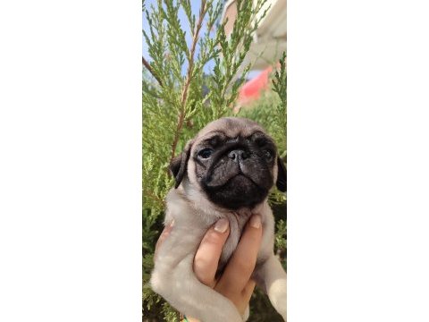 Dişi pug mops yavru