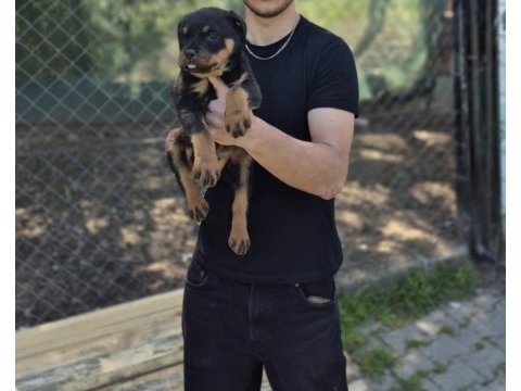 Rottweiler yavrumuz