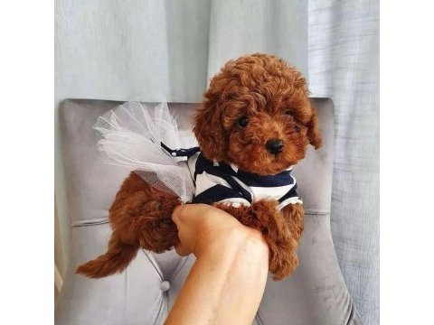Toy poodle köpekleri için ulaşın
