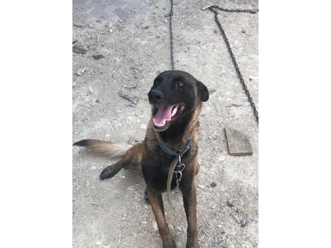 Safkan kıf fcı şecereli dişi malinois