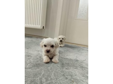 Kore maltese terrier yavrularımız
