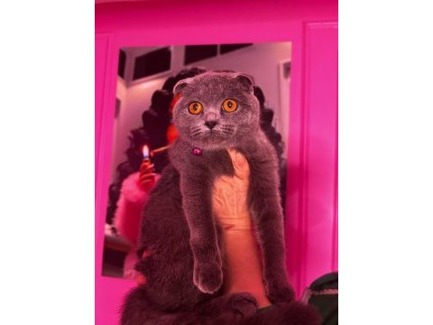 Safkan scottish fold 8 aylık dişi