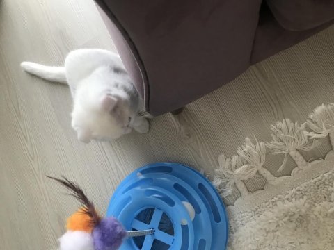 Scottish fold kedime acil ömürlük yuva arıyorum