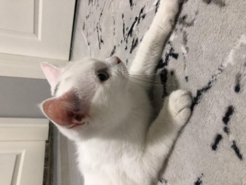Yavru british shorthair kedimizi sahiplendiriyoruz