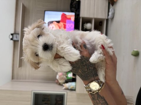 Dişi bebek köpekler