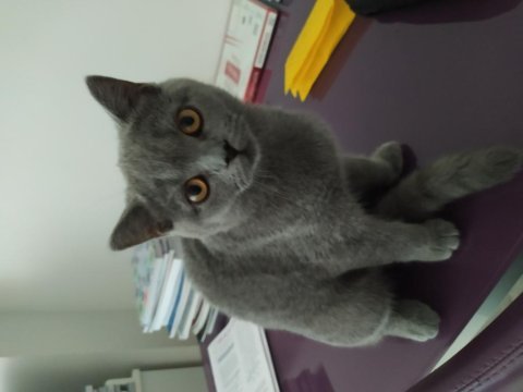 4.5 aylık dişi british shorthair