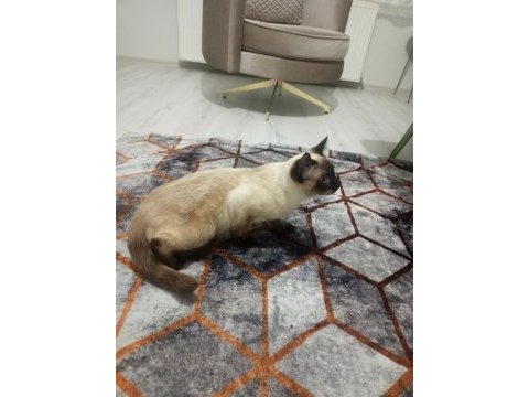 10 aylık erkek cinsi siyam kedisi
