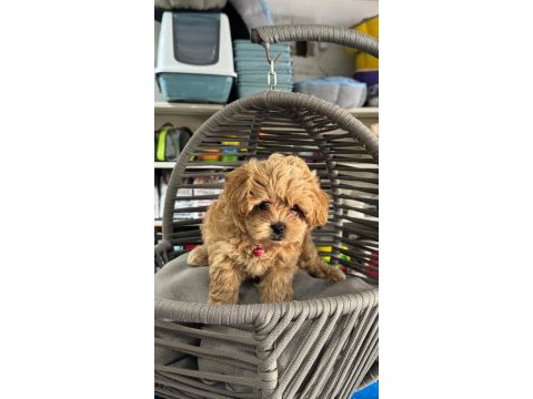 Kore teacup maltipoo yavrumuz