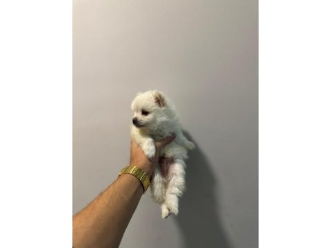 Ankara ici pomeranian boo yuvaları sizleri bekliyor