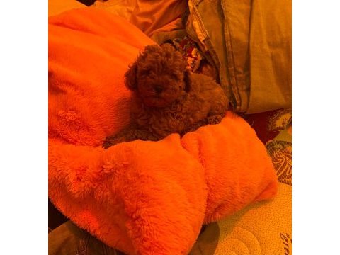 Toy poodle yakışıklı güzel bebeklerimiz