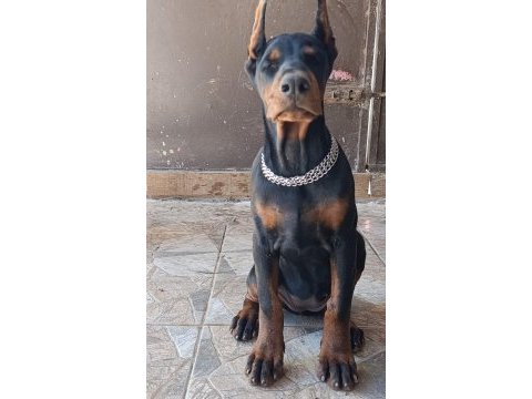 Şampiyon kan hattından a şecere doberman yavrular