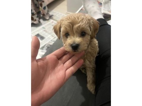Maltipoo cinsi köpeğimiz