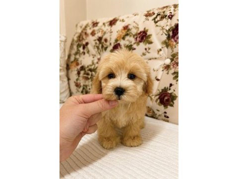 Maltipoo teacup mini boy kızımız