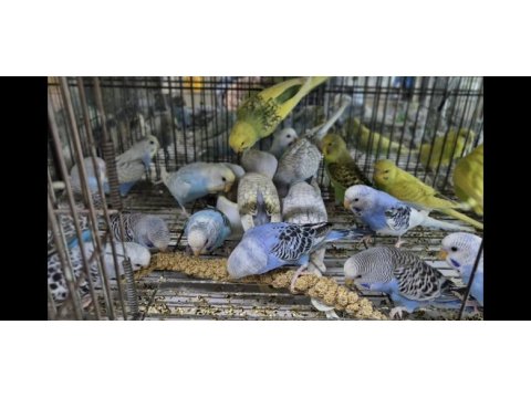 Ele alışkın yavru muhabbet kuşları
