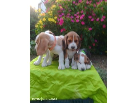 Uygun beagle yavruları