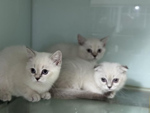En güzel british shorthair ve scottish fold yavrularımız