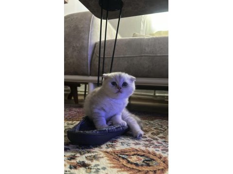 Scottish fold ve scottish straight yavrularımız