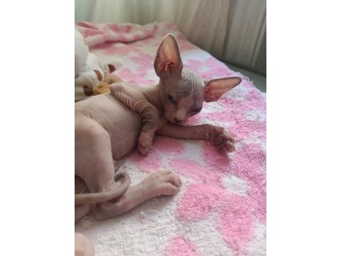 Sphynx 20 mayıs doğumlu oğlanlar