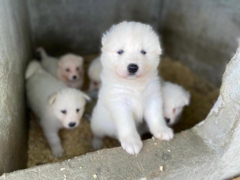 Orjinal samoyed