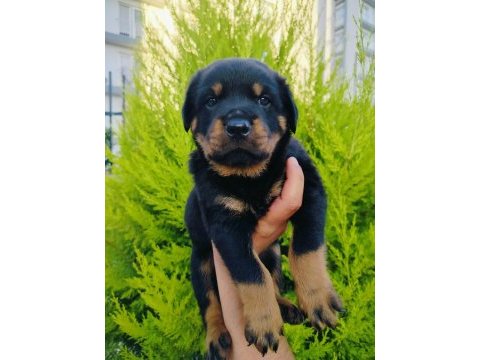 A kalite rottweiler yavruları