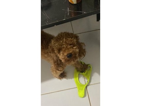 Poodle köpeği