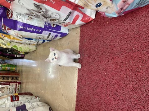 British shorthair erkek