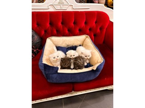 Orjinal ırk scottish fold kedimiz
