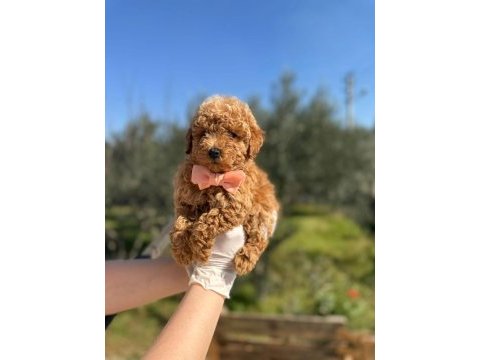 Tüy dökmeyen orjinal toy poodle