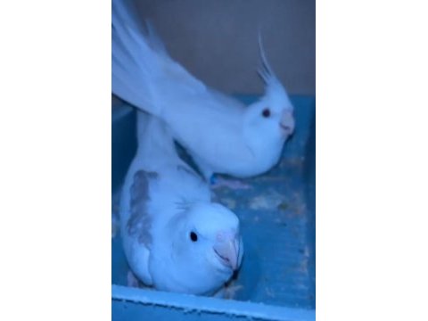 Erkek albino dişi heavy