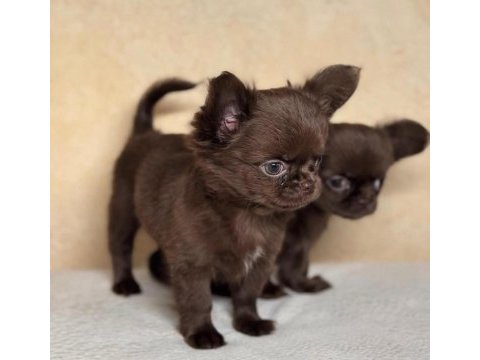 Çikolata wc eğitimli mini boy chihuahua
