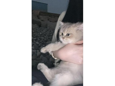 3.5 aylık british longhair erkek yavrum