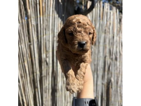 Toy poodle yavru yeni ailesini arıyor