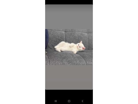 2.5 aylık erkek sahiplendirilecek british shorthair