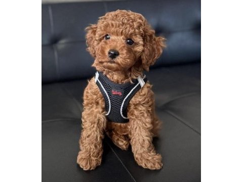 3 aylık toy poodle yavrumuz