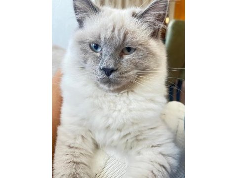Yavru british longhair bademimiz