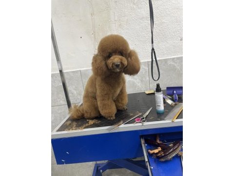 Evimde gözüm gibi baktığım poodle bebeklerim