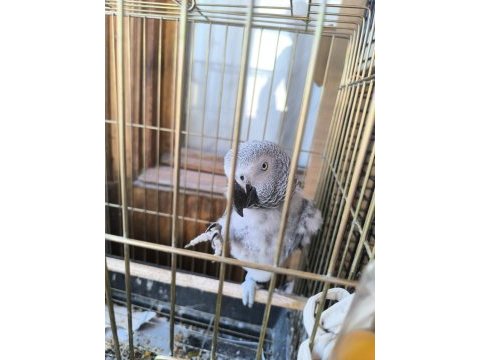 Evcil konuşan jako stres geçirmiştir